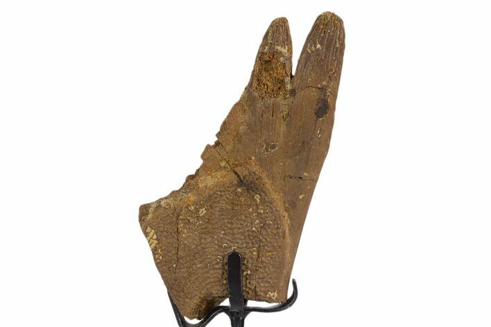 Fossil Turtle Shell Section w/ Metal Stand - South Dakota #340097